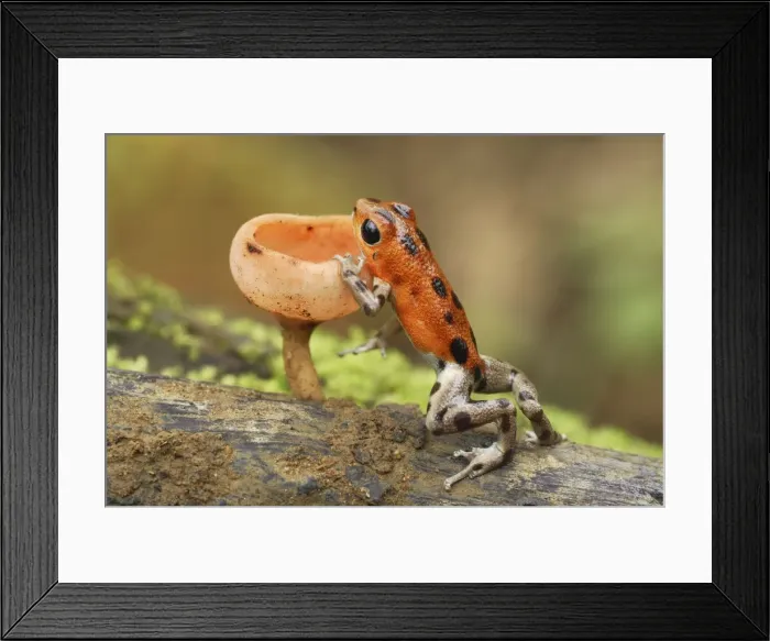 Framed Print : Strawberry Poison Frog - cup fungus Bastimentos National Park Bocas del Toro, Panama Framed Print : Strawberry Poison Frog - cup fungus Bastimentos National Park Bocas del Toro, Panama