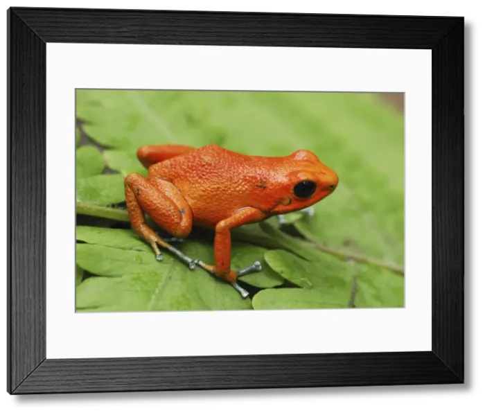 Framed Print : Strawberry Poison Frog Bastimentos National Park Bocas del Toro, Panama Framed Print : Strawberry Poison Frog Bastimentos National Park Bocas del Toro, Panama
