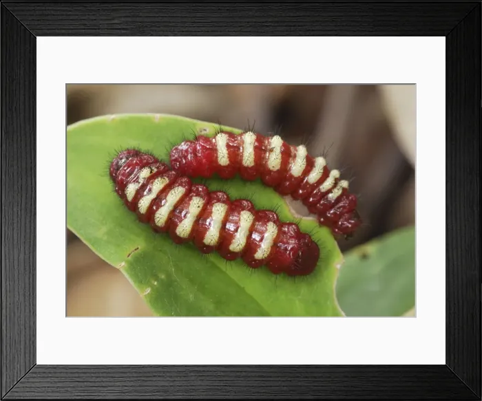 Framed Print : Caterpillars - on leaf Bastimentos National Park Bocas del Toro, Panama Framed Print : Caterpillars - on leaf Bastimentos National Park Bocas del Toro, Panama