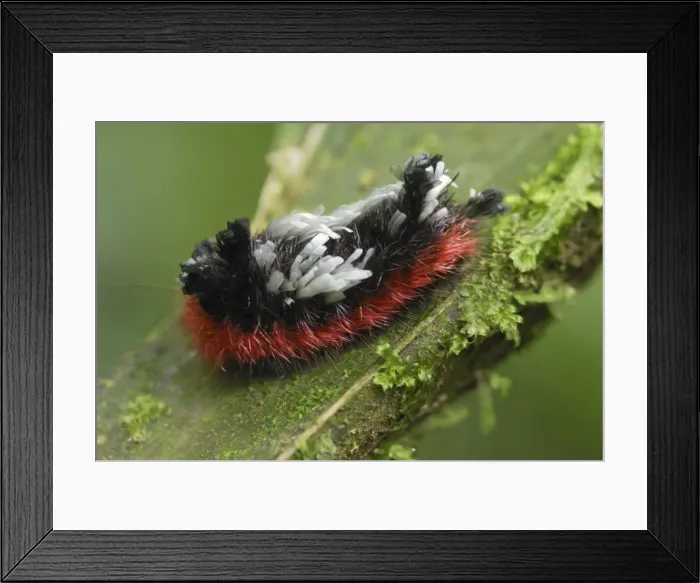 Framed Print : Caterpillar of a moth Braulio Carillo N. P. Costa Rica Framed Print : Caterpillar of a moth Braulio Carillo N. P. Costa Rica