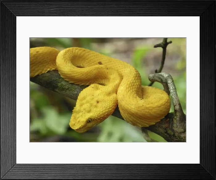 Framed Print : Eyelash Pit Viper - yellow coloration Cahuita N. P. Costa Rica Framed Print : Eyelash Pit Viper - yellow coloration Cahuita N. P. Costa Rica
