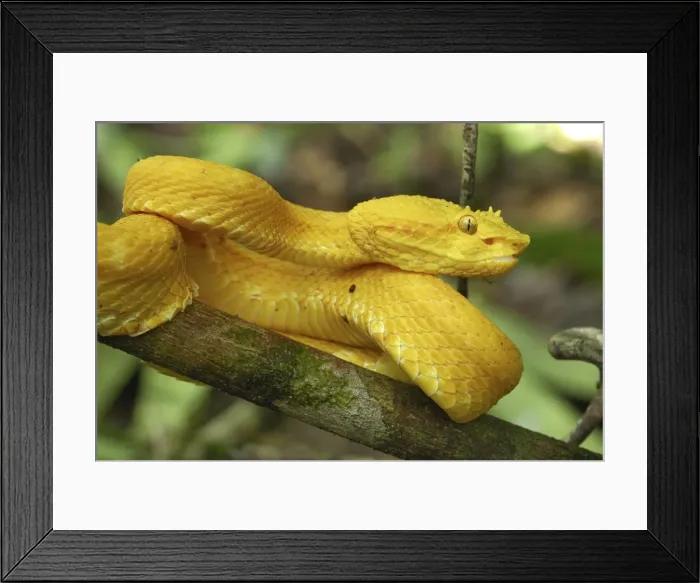 Framed Print : Eyelash Pit Viper - yellow coloration Cahuita N. P. Costa Rica Framed Print : Eyelash Pit Viper - yellow coloration Cahuita N. P. Costa Rica