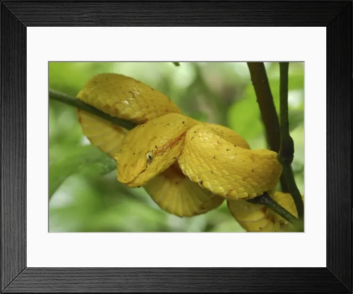 Framed Print : Eyelash Pit Viper - yellow coloration Cahuita N. P. Costa Rica Framed Print : Eyelash Pit Viper - yellow coloration Cahuita N. P. Costa Rica