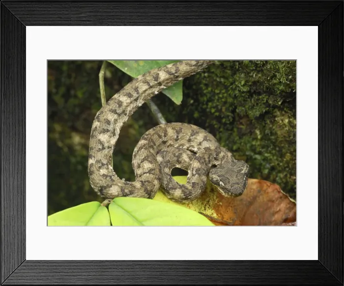 Framed Print : Eyelash Pit Viper - brown coloration Cahuita N. P. Costa Rica Framed Print : Eyelash Pit Viper - brown coloration Cahuita N. P. Costa Rica