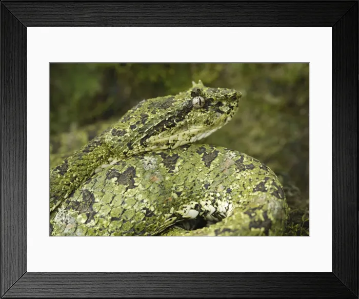 Framed Print : Eyelash Pit Viper - green coloration Cahuita N. P. Costa Rica Framed Print : Eyelash Pit Viper - green coloration Cahuita N. P. Costa Rica