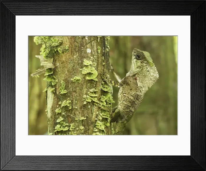 Framed Print : Casque-headed Basilisk - Old Man Lizard - Helmeted Iguana Cahuita N. P. Costa Rica Framed Print : Casque-headed Basilisk - Old Man Lizard - Helmeted Iguana Cahuita N. P. Costa Rica