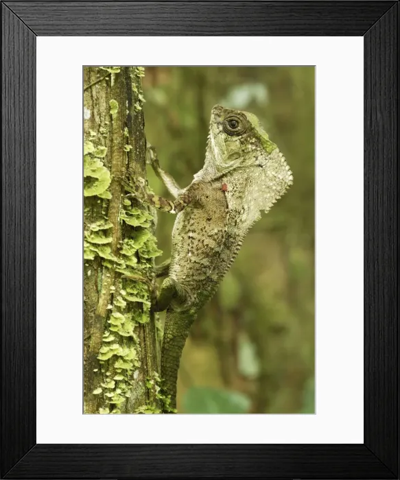 Framed Print : Casque-headed Basilisk - Old Man Lizard - Helmeted Iguana Cahuita N. P. Costa Rica Framed Print : Casque-headed Basilisk - Old Man Lizard - Helmeted Iguana Cahuita N. P. Costa Rica