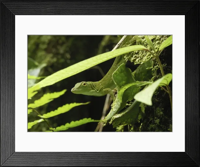 Framed Print : Neotropical Green Anole Braulio Carillo N. P. Costa Rica Framed Print : Neotropical Green Anole Braulio Carillo N. P. Costa Rica
