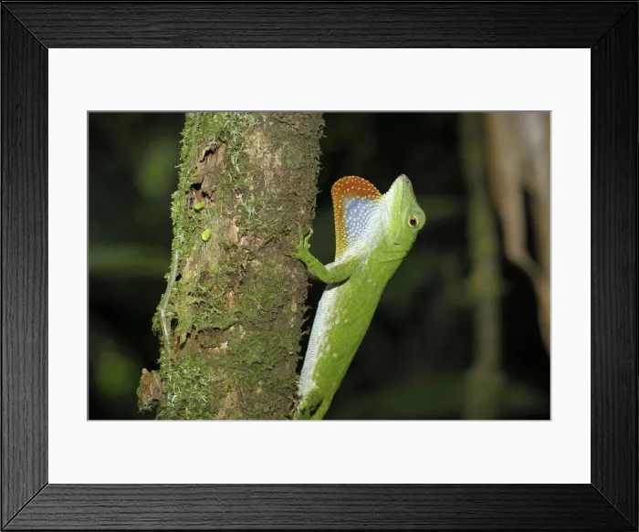 Framed Print : Neotropical Green Anole Braulio Carillo N. P. Costa Rica Framed Print : Neotropical Green Anole Braulio Carillo N. P. Costa Rica