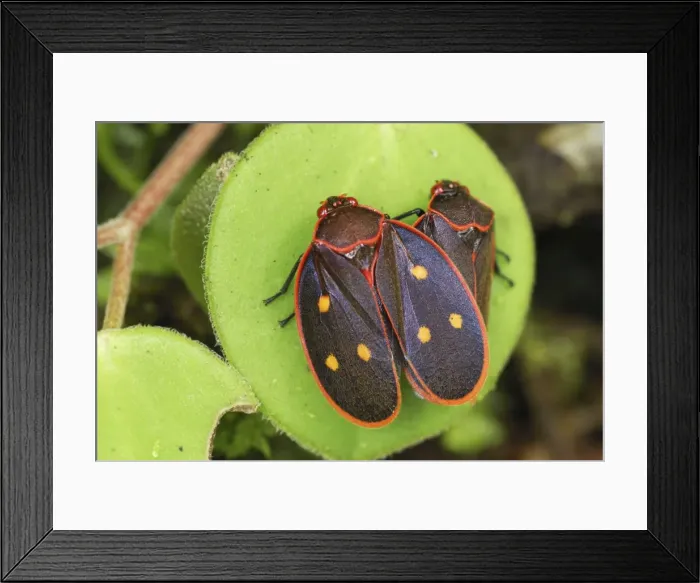 Framed Print : Cercopid Spittle Bug Braulio Carillo N. P. Costa Rica Framed Print : Cercopid Spittle Bug Braulio Carillo N. P. Costa Rica