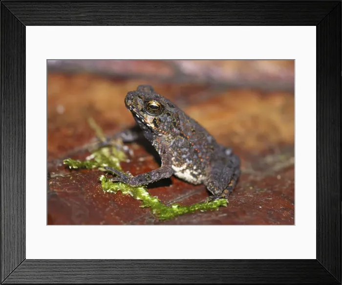 Framed Print : Smooth Skinned Toad juvenile Braulio Carillo N. P. Costa Rica Framed Print : Smooth Skinned Toad juvenile Braulio Carillo N. P. Costa Rica