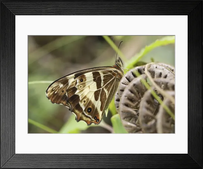 Framed Print : Butterfly Satyrinae Chirripo Nationalpark, Costa Rica Framed Print : Butterfly Satyrinae Chirripo Nationalpark, Costa Rica