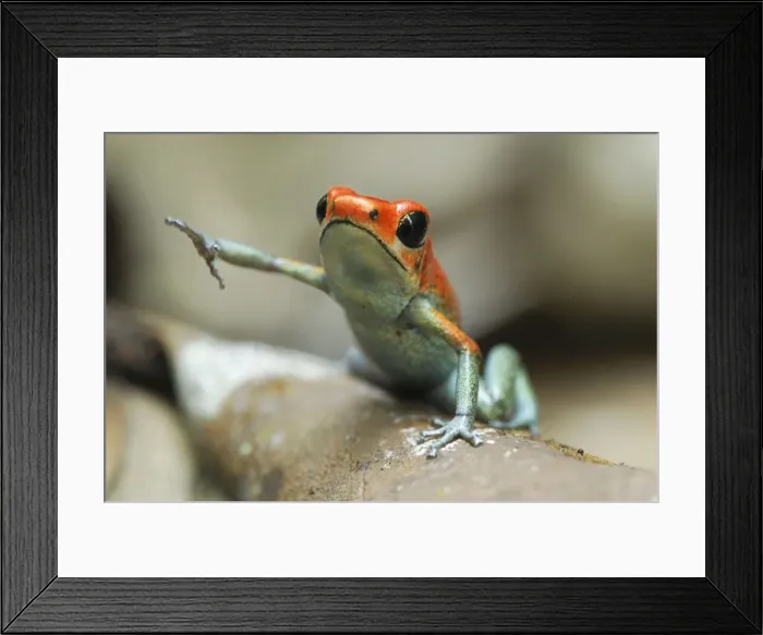 Framed Print : Granular Poison Frog Corcovado N. P. Costa Rica Framed Print : Granular Poison Frog Corcovado N. P. Costa Rica