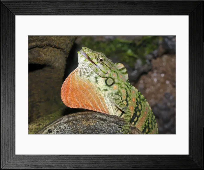 Framed Print : Anolis Lizard cloud forest, Costa Rica Framed Print : Anolis Lizard cloud forest, Costa Rica