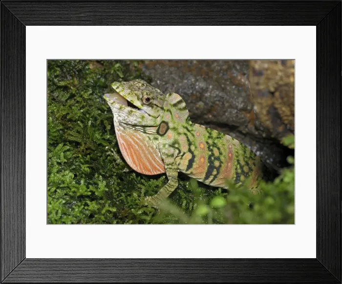 Framed Print : Anolis Lizard cloud forest, Costa Rica