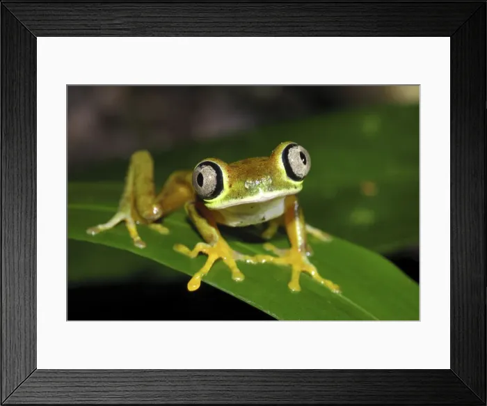 Framed Print : Lemur Leaf Frog Siquirres, Costa Rica Framed Print : Lemur Leaf Frog Siquirres, Costa Rica