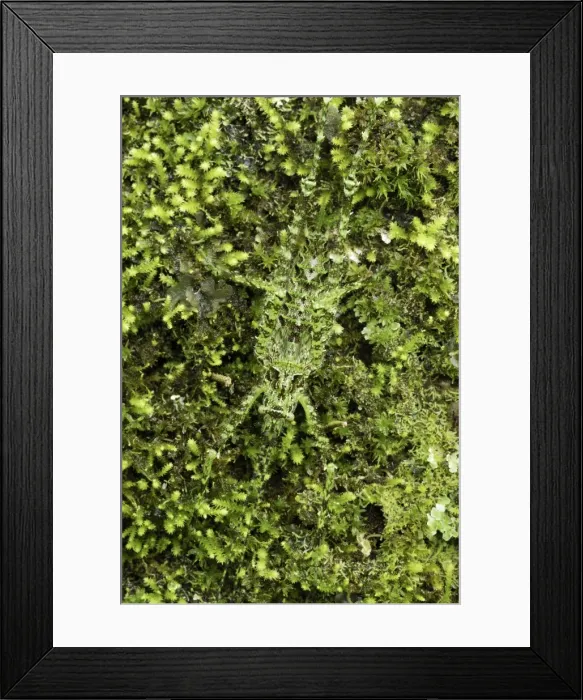 Framed Print : Katydid - camouflaged on moss + lichen Siquirres, Costa Rica Framed Print : Katydid - camouflaged on moss + lichen Siquirres, Costa Rica