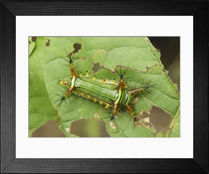 Framed Print : Slug Caterpillar Erawan Nationalpark, Thailand Framed Print : Slug Caterpillar Erawan Nationalpark, Thailand