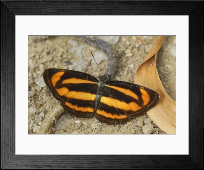 Framed Print : Colour Sergeant - Nymphalid Kheaun Sri Nakarin N. P. Thailand Framed Print : Colour Sergeant - Nymphalid Kheaun Sri Nakarin N. P. Thailand