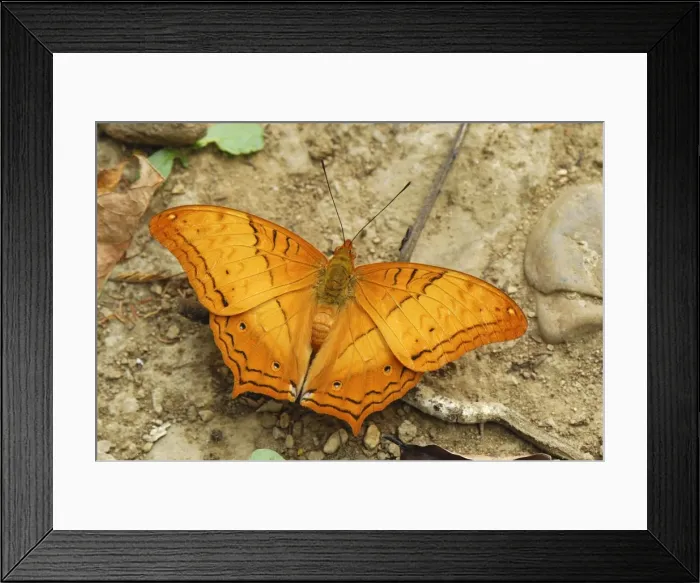 Framed Print : Cruiser butterfly, Nymphalid Kheaun Sri Nakarin N. P. Thailand Framed Print : Cruiser butterfly, Nymphalid Kheaun Sri Nakarin N. P. Thailand