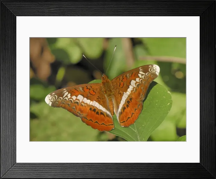 Framed Print : Knight butterfly, Nymphalid Kheaun Sri Nakarin N. P. Thailand Framed Print : Knight butterfly, Nymphalid Kheaun Sri Nakarin N. P. Thailand
