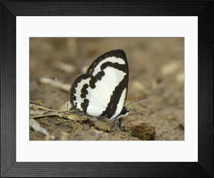 Framed Print : Straight Pierrot Kheaun Sri Nakarin N. P. Thailand Framed Print : Straight Pierrot Kheaun Sri Nakarin N. P. Thailand