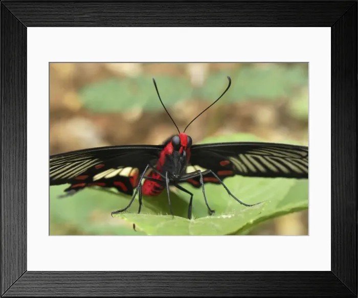 Framed Print : Common Rose Family: Papilionidae Erawan Nationalpark, Thailand Framed Print : Common Rose Family: Papilionidae Erawan Nationalpark, Thailand