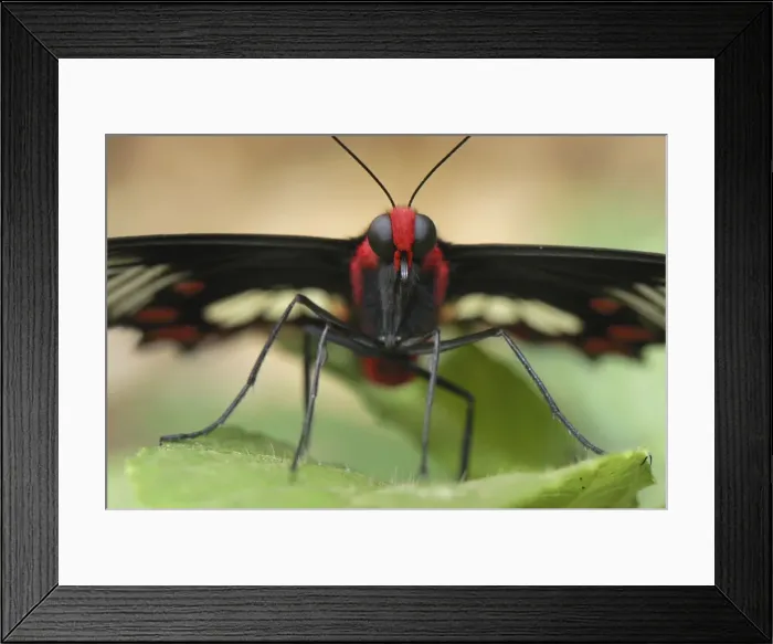 Framed Print : Common Rose Family: Papilionidae Erawan Nationalpark, Thailand