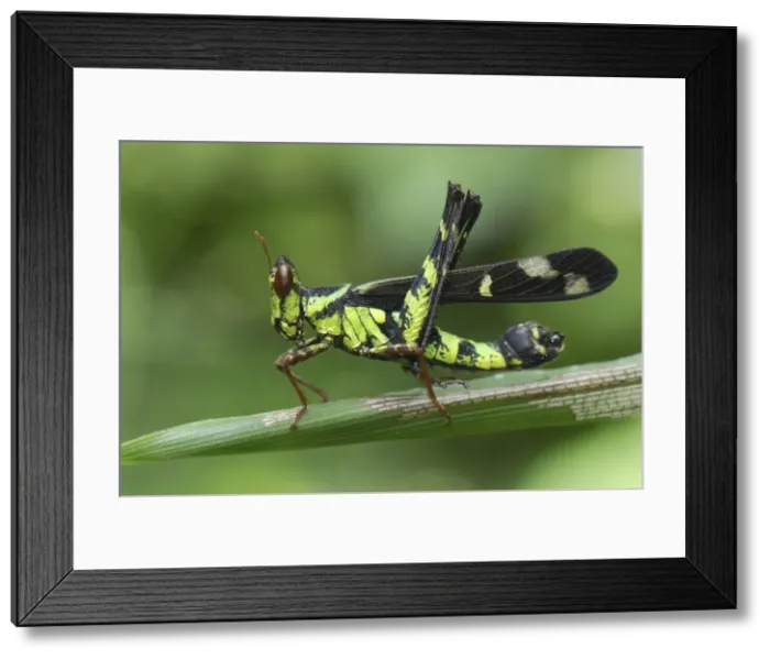 Framed Print : Grasshopper Erawan Nationalpark, Thailand