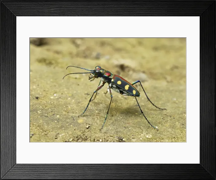 Framed Print : Tiger Beetle Kheaun Sri Nakarin N. P. Thailand Framed Print : Tiger Beetle Kheaun Sri Nakarin N. P. Thailand