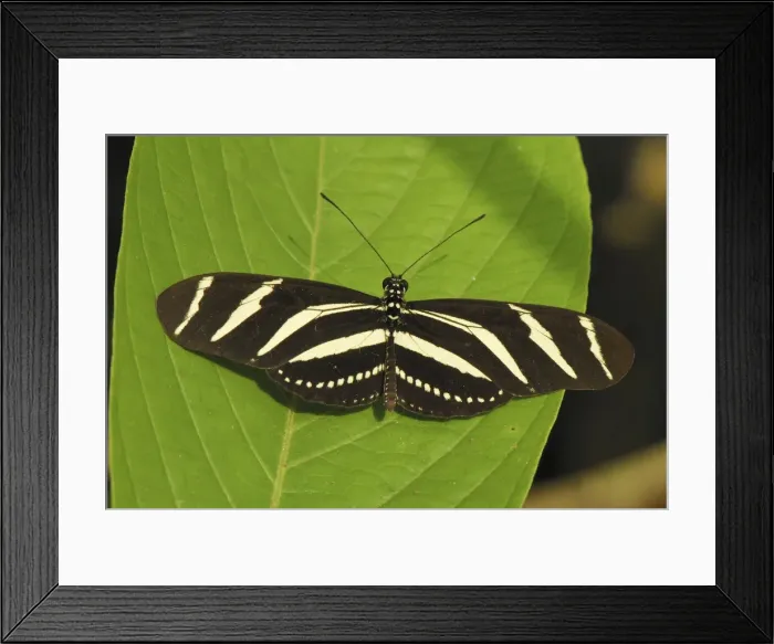 Framed Print : Zebra Longwing Colombia Framed Print : Zebra Longwing Colombia