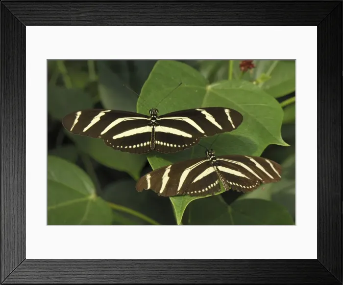 Framed Print : Zebra Longwing Colombia Framed Print : Zebra Longwing Colombia