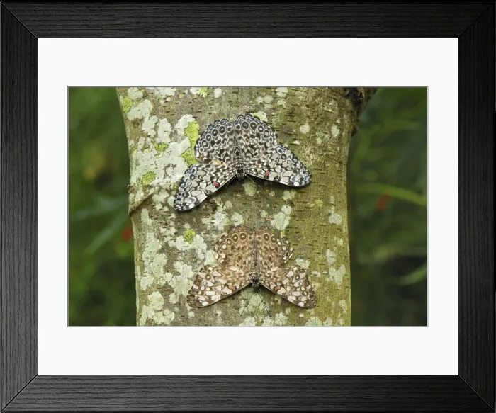 Framed Print : Variable Cracker Colombia Framed Print : Variable Cracker Colombia