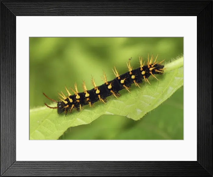 Framed Print : Rusty-tipped Page Caterpillar Colombia Framed Print : Rusty-tipped Page Caterpillar Colombia