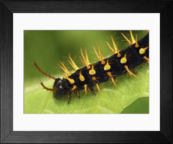 Framed Print : Rusty-tipped Page Caterpillar Colombia Framed Print : Rusty-tipped Page Caterpillar Colombia