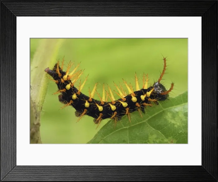 Framed Print : Rusty-tipped Page Caterpillar Colombia Framed Print : Rusty-tipped Page Caterpillar Colombia