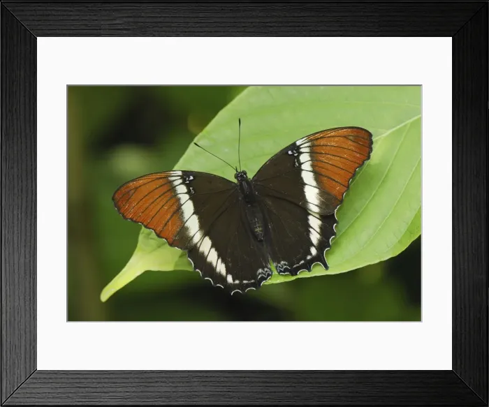 Framed Print : Rusty-tipped Page Colombia Framed Print : Rusty-tipped Page Colombia