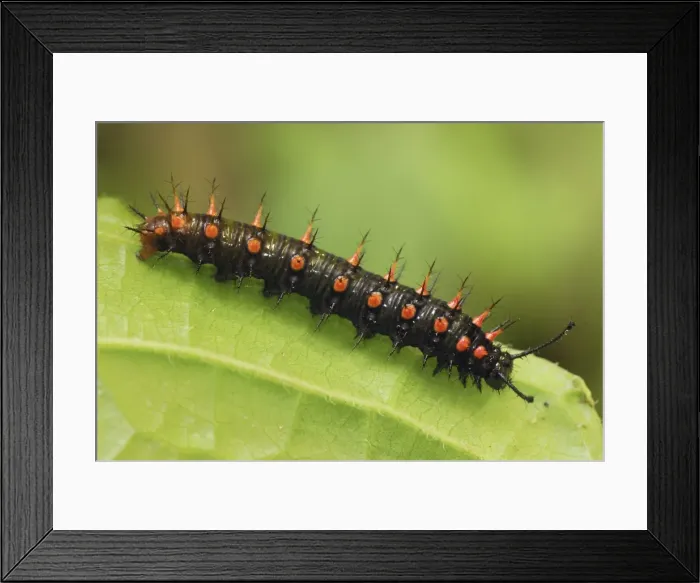 Framed Print : Pearly Malachite Butterfly Caterpillar Colombia Framed Print : Pearly Malachite Butterfly Caterpillar Colombia