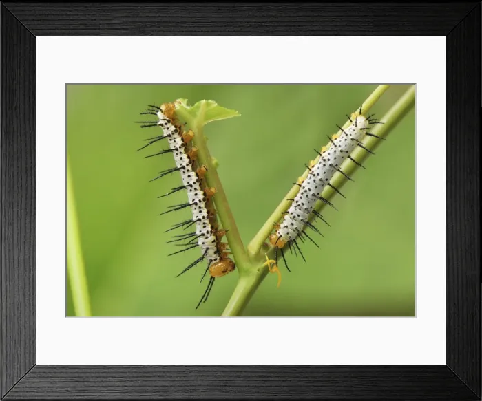 Framed Print : Blue and White Longwing Caterpillar / Grinning Heliconian Butterfly Colombia Framed Print : Blue and White Longwing Caterpillar / Grinning Heliconian Butterfly Colombia