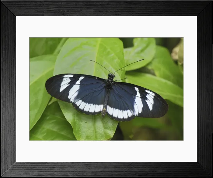 Framed Print : Blue and White Longwing / Grinning Heliconian Butterfly Colombia Framed Print : Blue and White Longwing / Grinning Heliconian Butterfly Colombia