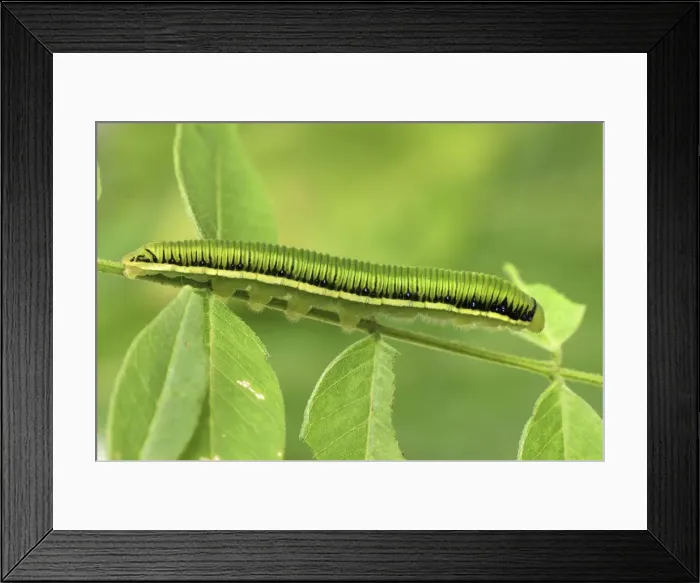 Framed Print : White Angled-Sulphur Caterpillar Colombia Framed Print : White Angled-Sulphur Caterpillar Colombia