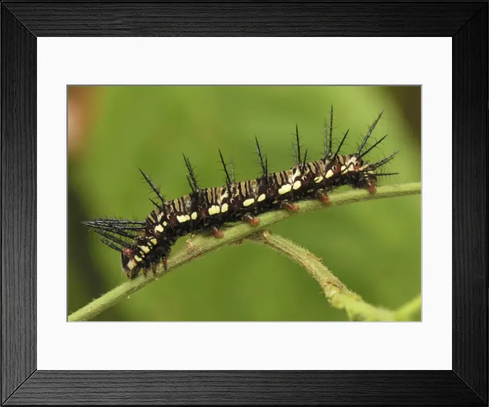 Framed Print : Julia Longwing / Julia Heliconian Butterfly - Caterpillar stage Colombia Framed Print : Julia Longwing / Julia Heliconian Butterfly - Caterpillar stage Colombia