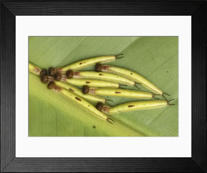 Framed Print : Owl Butterfly - caterpillars Colombia Framed Print : Owl Butterfly - caterpillars Colombia
