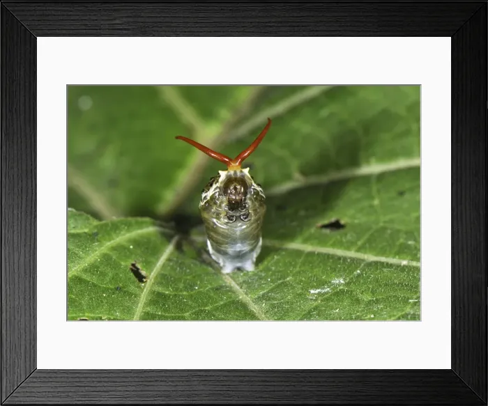 Framed Print : Thoas Swallowtail caterpillar deploys its osmeterium Colombia Framed Print : Thoas Swallowtail caterpillar deploys its osmeterium Colombia