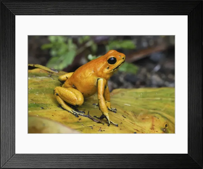 Framed Print : Golden Poison Dart Frog Cauca, Colombia Framed Print : Golden Poison Dart Frog Cauca, Colombia