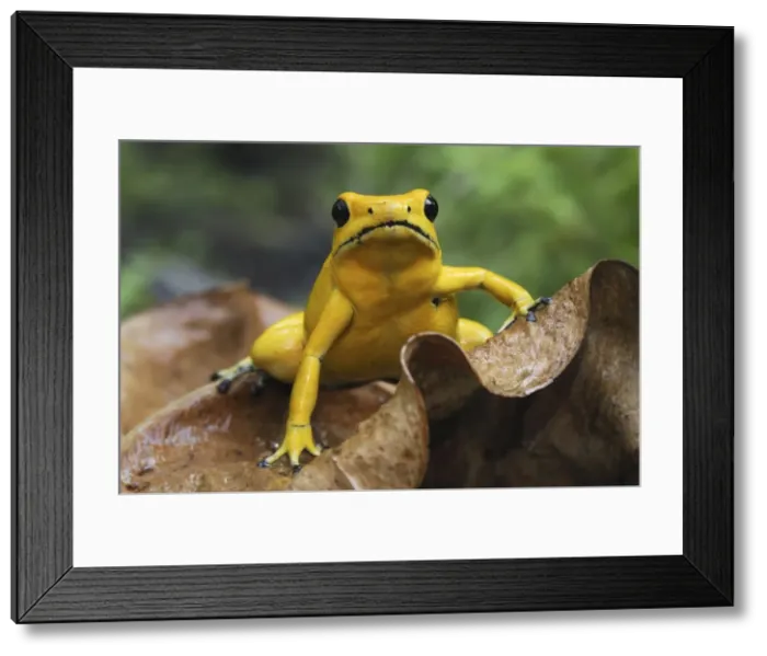 Framed Print : Golden Poison Dart Frog Cauca, Colombia Framed Print : Golden Poison Dart Frog Cauca, Colombia