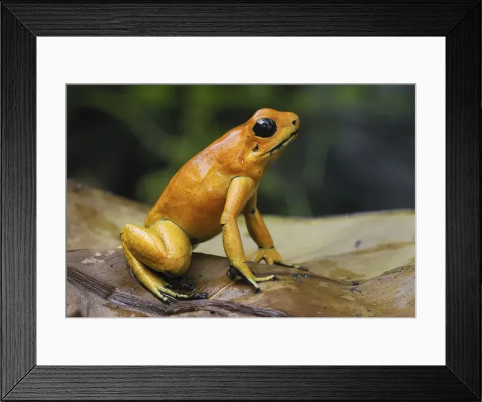 Framed Print : Golden Poison Dart Frog Cauca, Colombia Framed Print : Golden Poison Dart Frog Cauca, Colombia