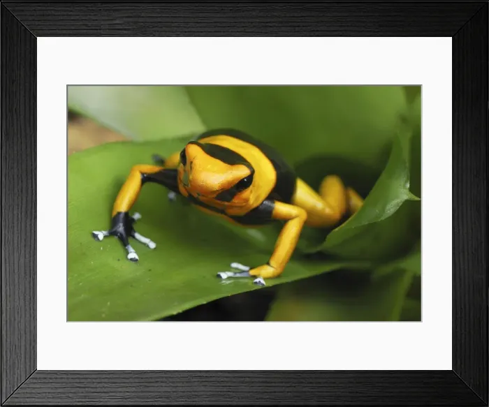 Framed Print : Red-banded Poison Frog - on bromeliad Cauca, Colombia Framed Print : Red-banded Poison Frog - on bromeliad Cauca, Colombia