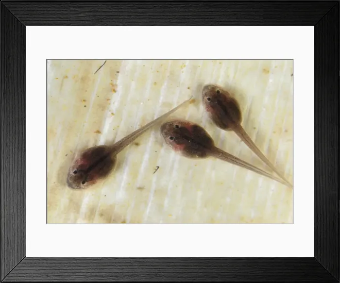Framed Print : Golden Poison Dart Frog, tadpoles Cauca, Colombia Framed Print : Golden Poison Dart Frog, tadpoles Cauca, Colombia
