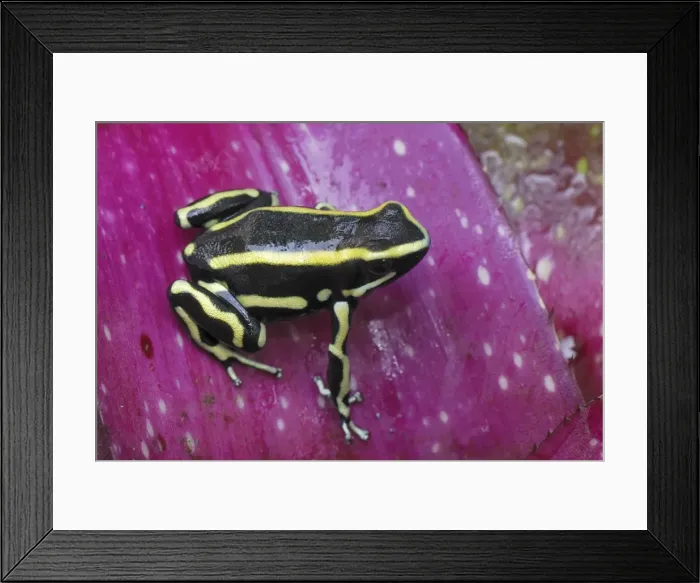 Framed Print : Yellow-striped Poison Frog - on bromeliad Cauca, Colombia Framed Print : Yellow-striped Poison Frog - on bromeliad Cauca, Colombia